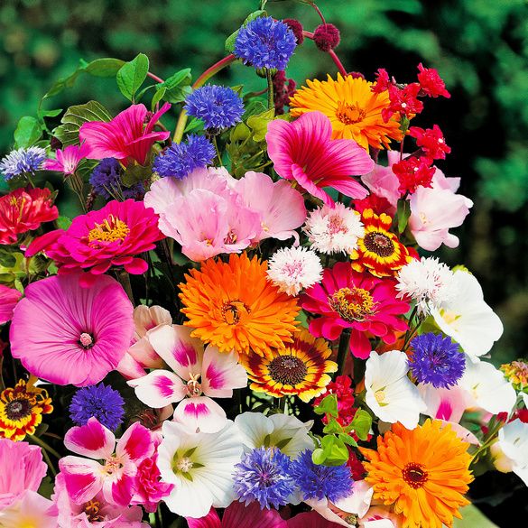 Colorful bouquet of mixed flowers including pink, orange, blue, and white blooms with green leaves