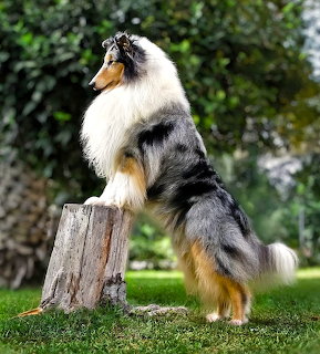 Rough Collie dog standing on hind legs on tree stump outdoors