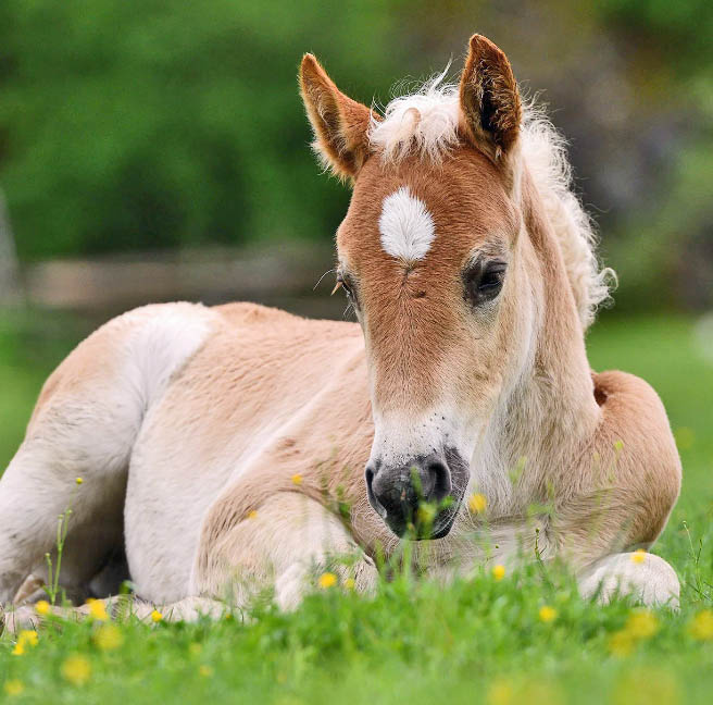 Light brown foal lying in green grass with small yellow flowers