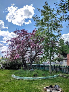 Pink blossom trees in a grassy yard with a fence, blue sky, and white clouds