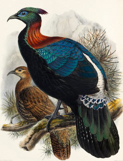 Chinese Monal Pheasant