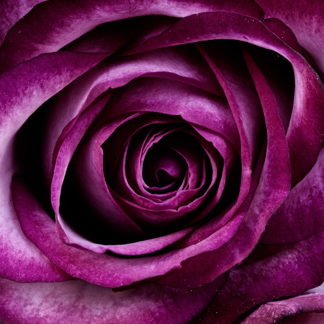 Purple Rose Close-Up