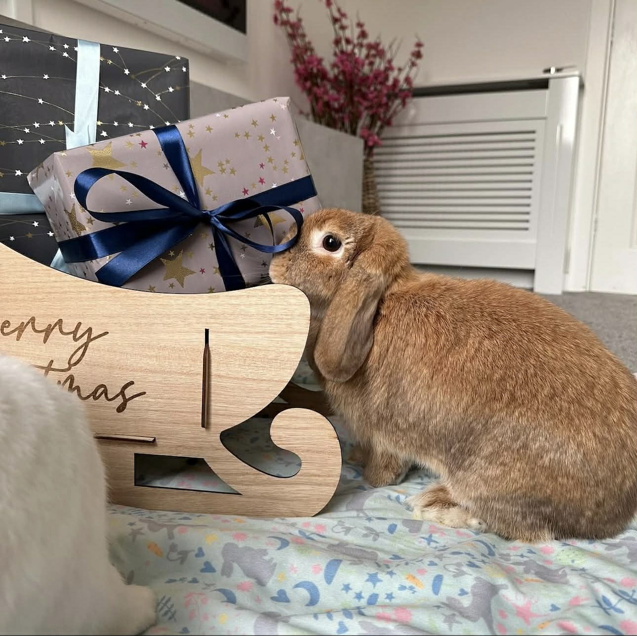 Brown rabbit beside a wooden Christmas sleigh and wrapped presents indoors
