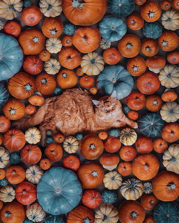 Orange tabby cat surrounded by assorted pumpkins and gourds in autumn colors