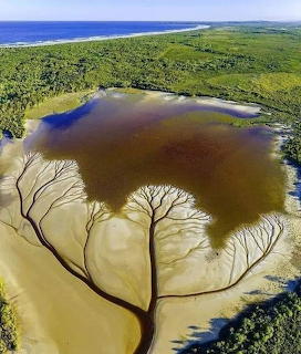 Aerial view of a lake with tree-shaped sand patterns surrounded by green bushland near the ocean
