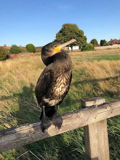 Cormorant bird perched on a wooden fence in a green rural field with blue sky
