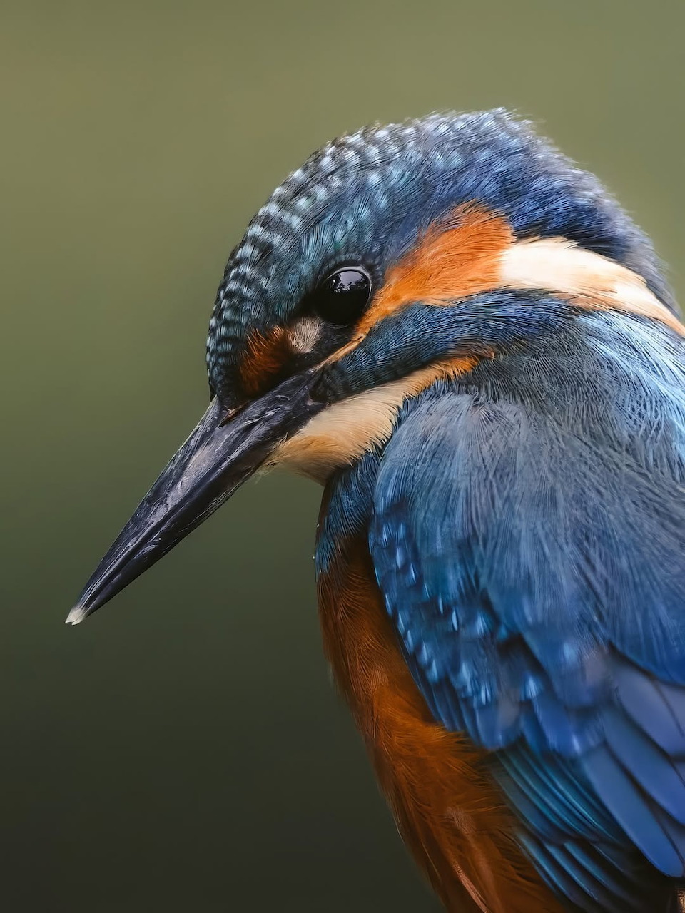 Close-up of a kingfisher with blue and orange feathers and long black beak