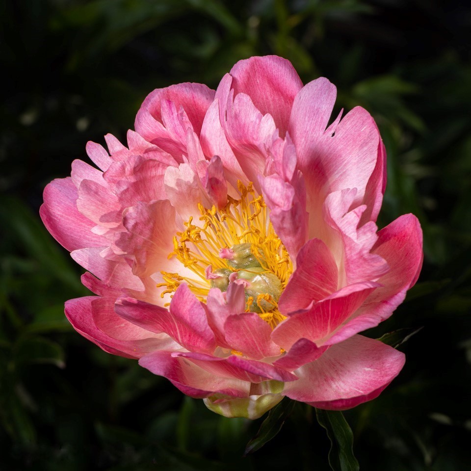 Close-up of a pink peony flower with yellow stamens and dark green leaves behind it