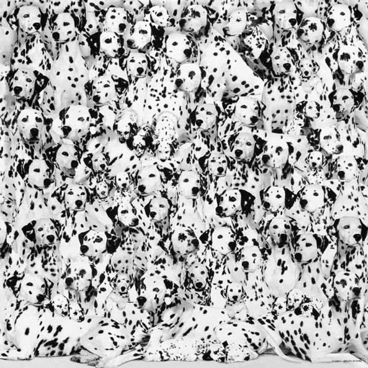 Large group of Dalmatian puppies crowded together showing spotted black and white fur pattern