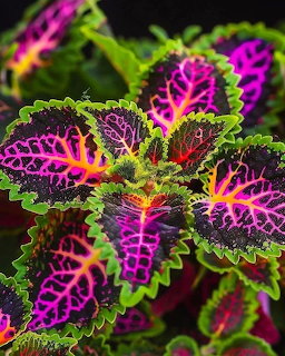 Close-up of colorful coleus plant leaves with purple, pink, yellow, and green patterns