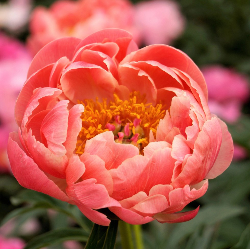Orange Peony