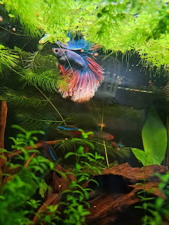 Colorful betta fish with red and blue fins swimming in a densely planted aquarium