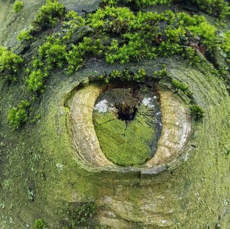 Close-up of a moss-covered tree knot resembling a human eye, with dark hollow center and stone-like ridges