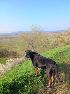 Rottweiler on Hilltop Overlook