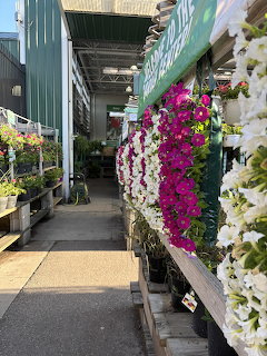 Colorful hanging petunia flowers in pink, magenta, and white cascading from baskets on nursery shelves