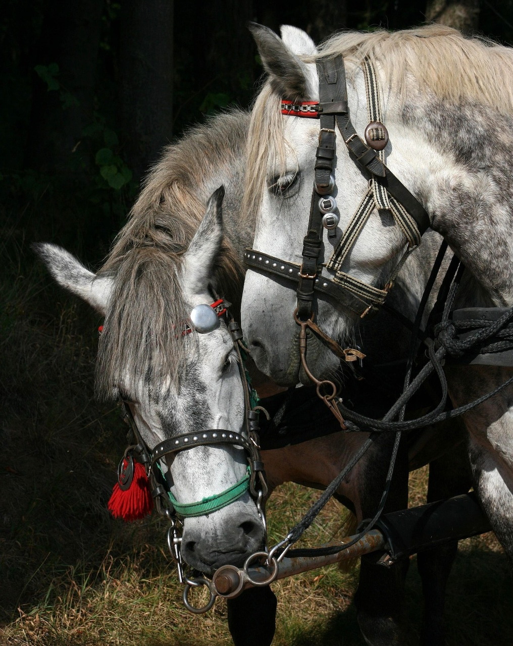 Two gray horses in harness nuzzling each other against a dark background