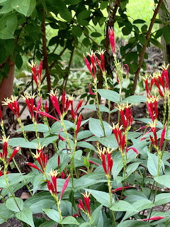 Pinkroot Flowers in Garden