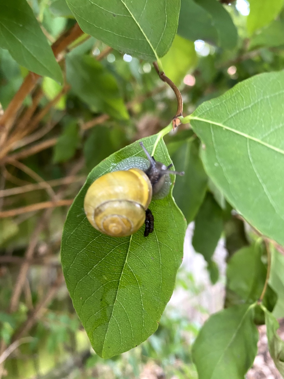 Garden snail with spiral shell on a green leaf