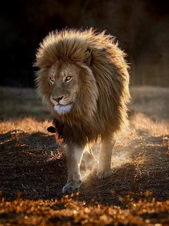Male lion with a dark mane walking on a sunlit dusty path