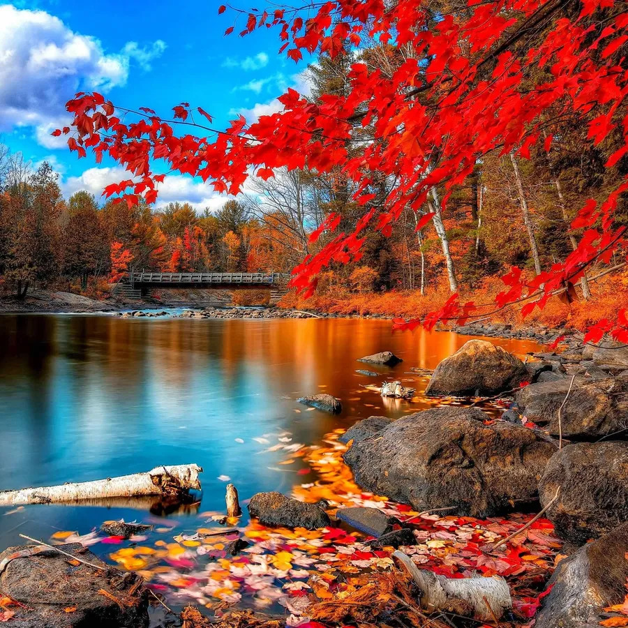 Autumn Red Tree