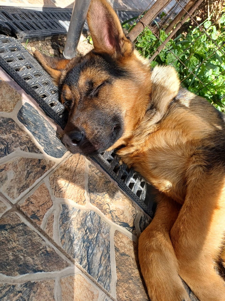 German Shepherd dog sleeping on a stone patio wearing a spiked collar