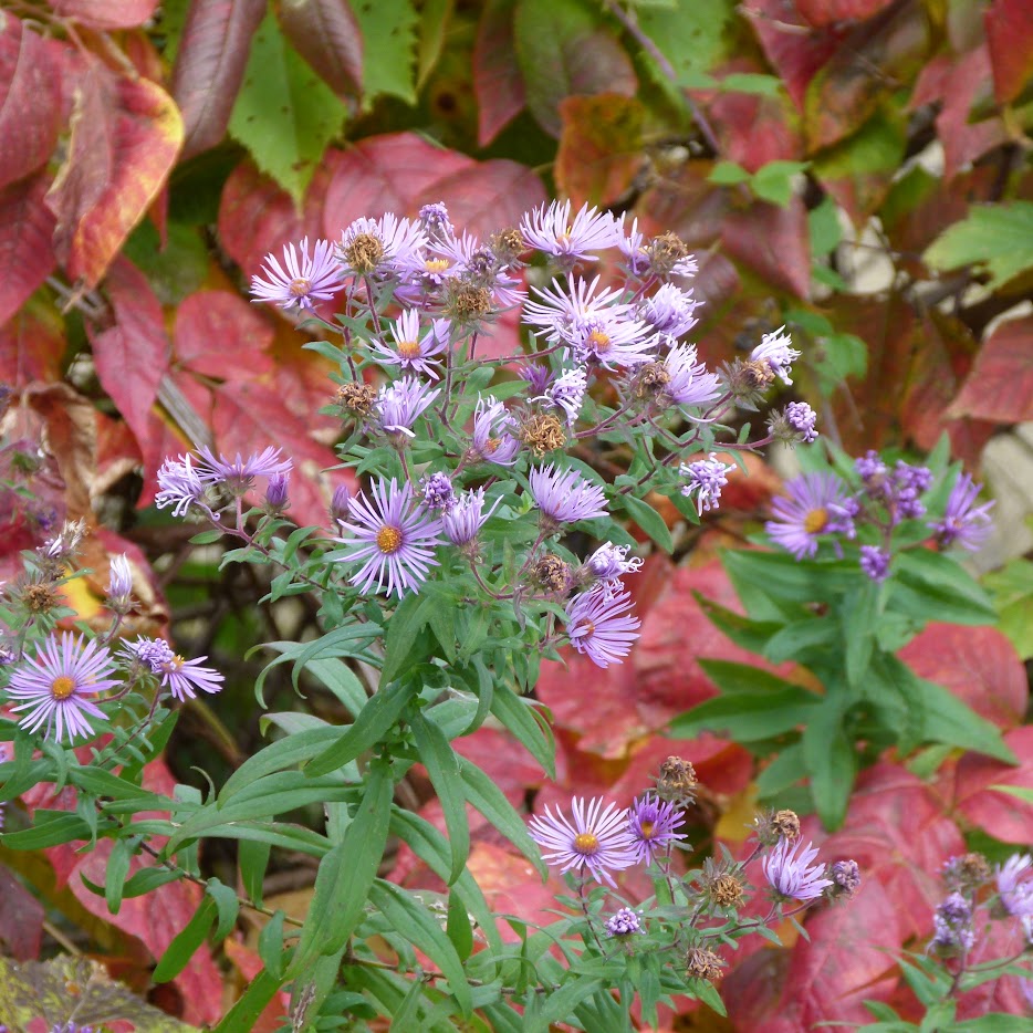 Close-up of purple aster flowers with red autumn leaves in the background