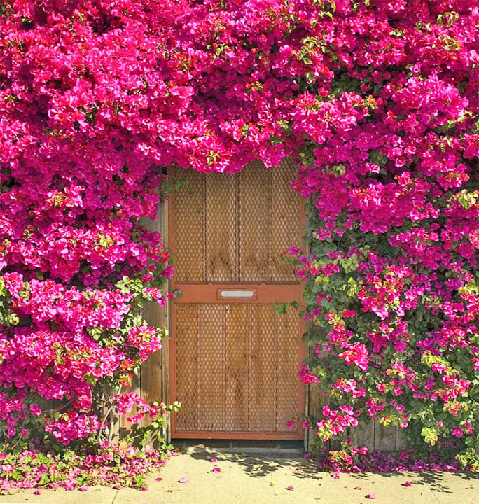 Wooden gate surrounded by vivid pink bougainvillea blossoms and green foliage