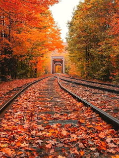 Railroad tracks covered in fallen autumn leaves leading through colorful orange forest to a tunnel
