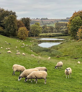 Sheep grazing on a grassy hillside near a pond in the countryside