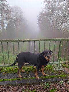 Rottweiler in Foggy Yard