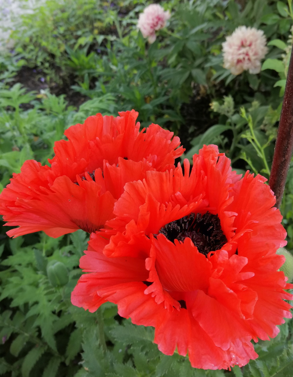 Red Poppy Flower
