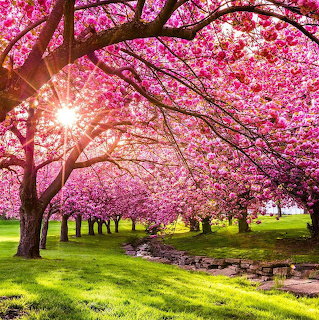 Rows of pink cherry blossom trees in a sunlit park with green grass and a small creek