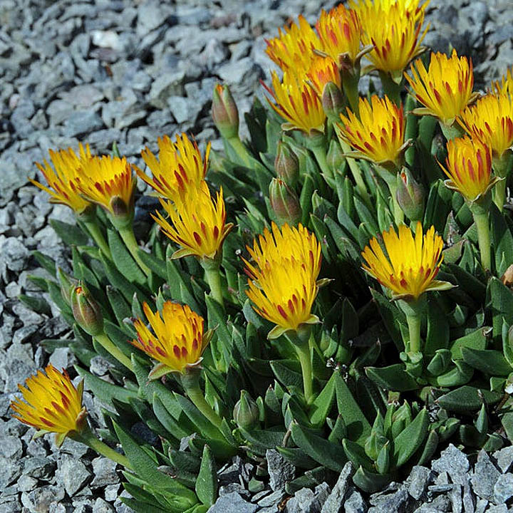 Yellow Ice Plant Flowers