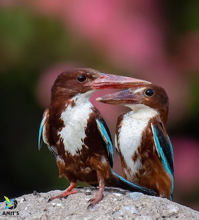Two white-throated kingfishers perched on a rock with blurred pink and green background
