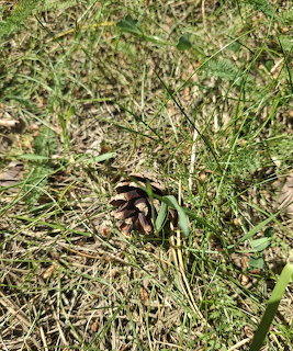 Striped snake coiled in dry grass and pine needles on forest floor