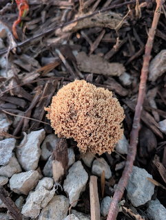 Round brown textured fungus growing among grey rocks and dark twigs on ground