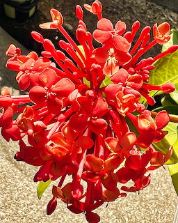 Close-up of a bright red ixora flower cluster with tubular petals in sunlight