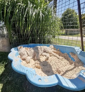 Small tan puppy lying in blue sandbox filled with sand in garden setting