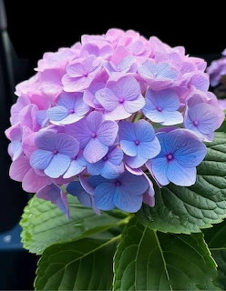 Close-up of a hydrangea flower cluster with pink and blue gradient petals and green leaves