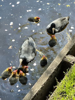 Ducks and Ducklings