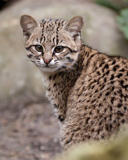 Portrait of a spotted wild cat with blue-green eyes and detailed fur markings looking at camera