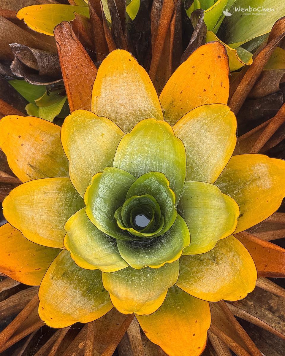 Close-up of a yellow and green bromeliad rosette with water in the center and brown outer leaves