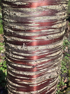 Close-up of Tibetan cherry tree trunk with peling reddish-brown and white bark layers