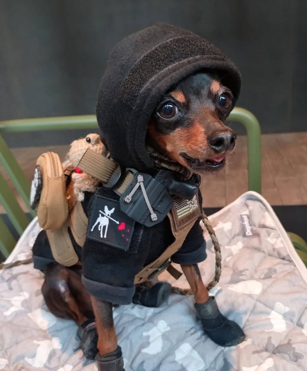 Small animal dressed as a little soldier in costume