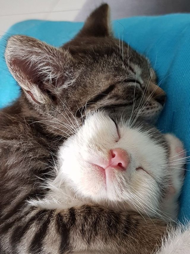 Gray tabby kitten with white chest sleeping on blue surface, viewed from below showing pink nose