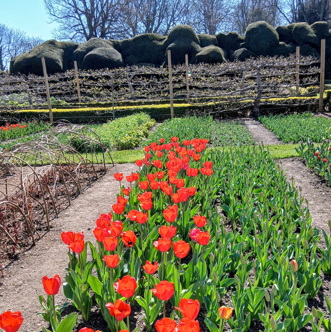 Red tulips in garden beds with traditional thatched beehives behind at Walmer Castle