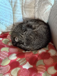 Round Cat Curled Up