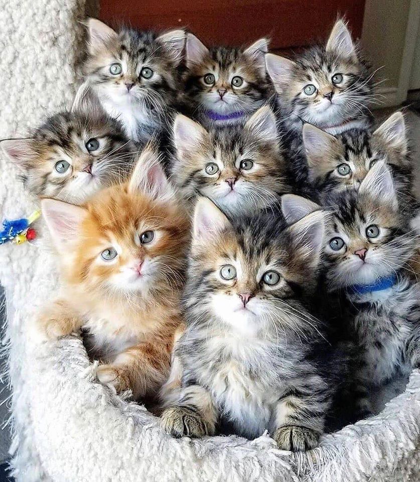 Maine Coon Kittens Group