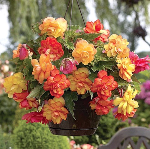 Hanging basket of colorful begonia flowers with green leaves in a garden setting