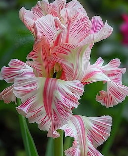 Close-up of a pink and white ruffled gladiolus flower with a blurred green background.